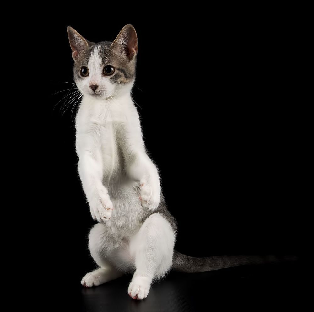 Kitten Sage. Котенок Сэйдж