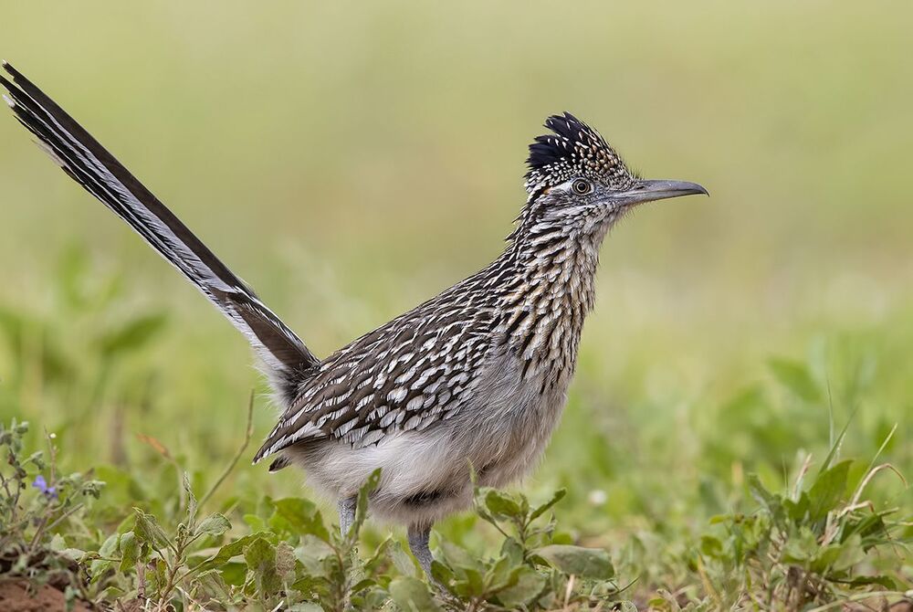 Greater Roadrunner - Калифорнийская земляная кукушка.