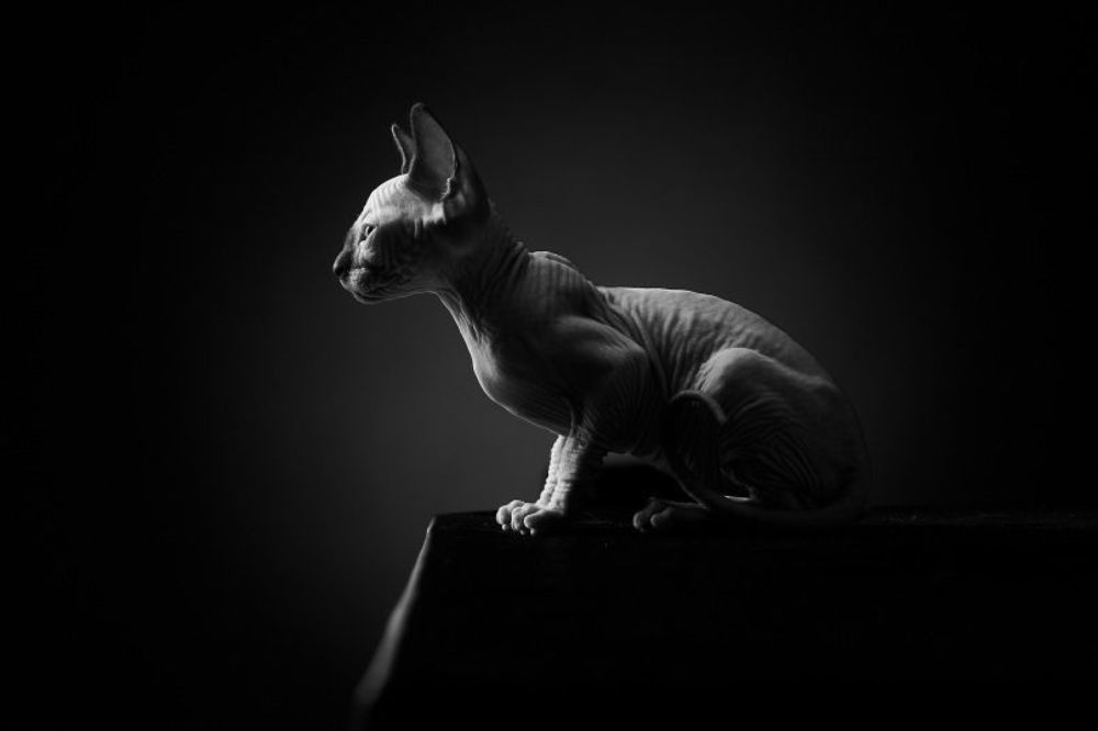 Photo 177828