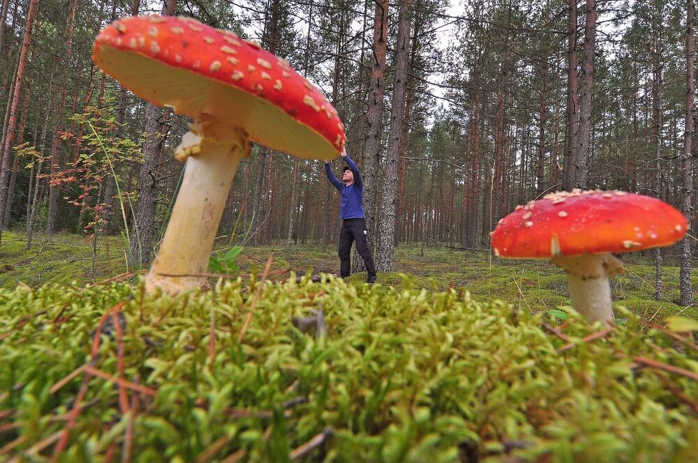 Мухоморы , мухоморы а я маленький такой.
