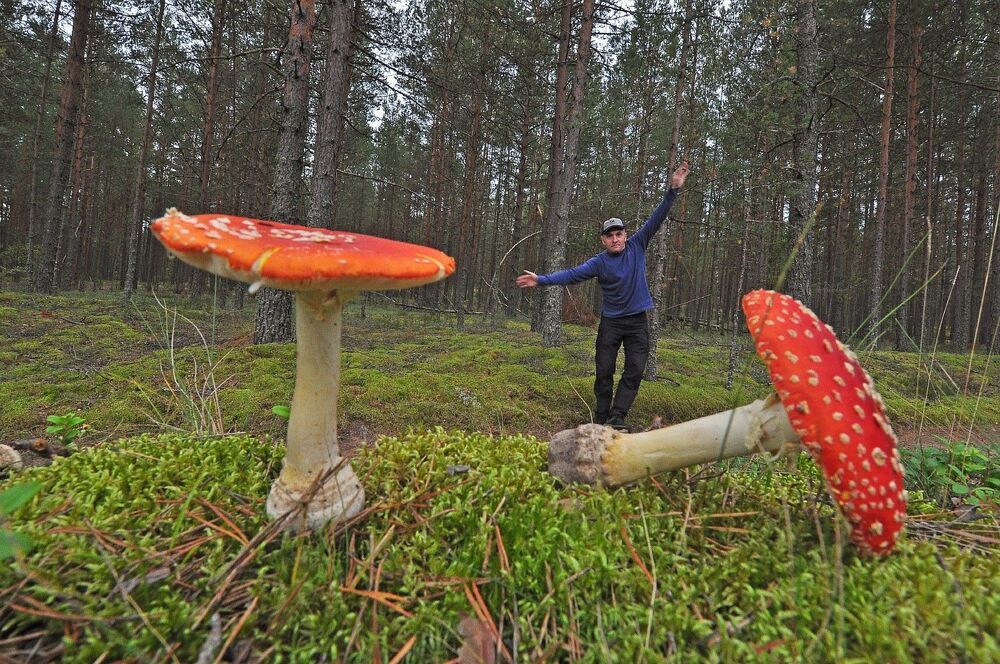 Мухоморы , мухоморы а я маленький такой.