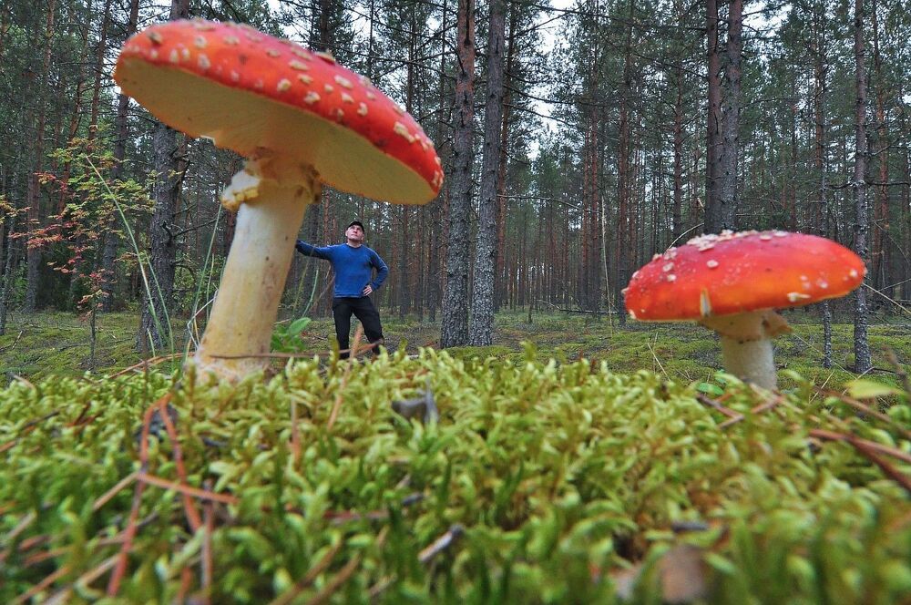 Мухоморы , мухоморы а я маленький такой.