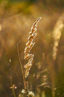 В объятьях ласковых лучей...