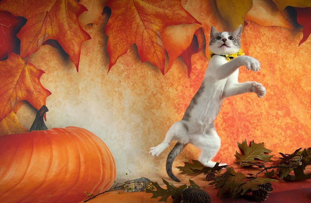 Котенок Сэйдж и Осень.