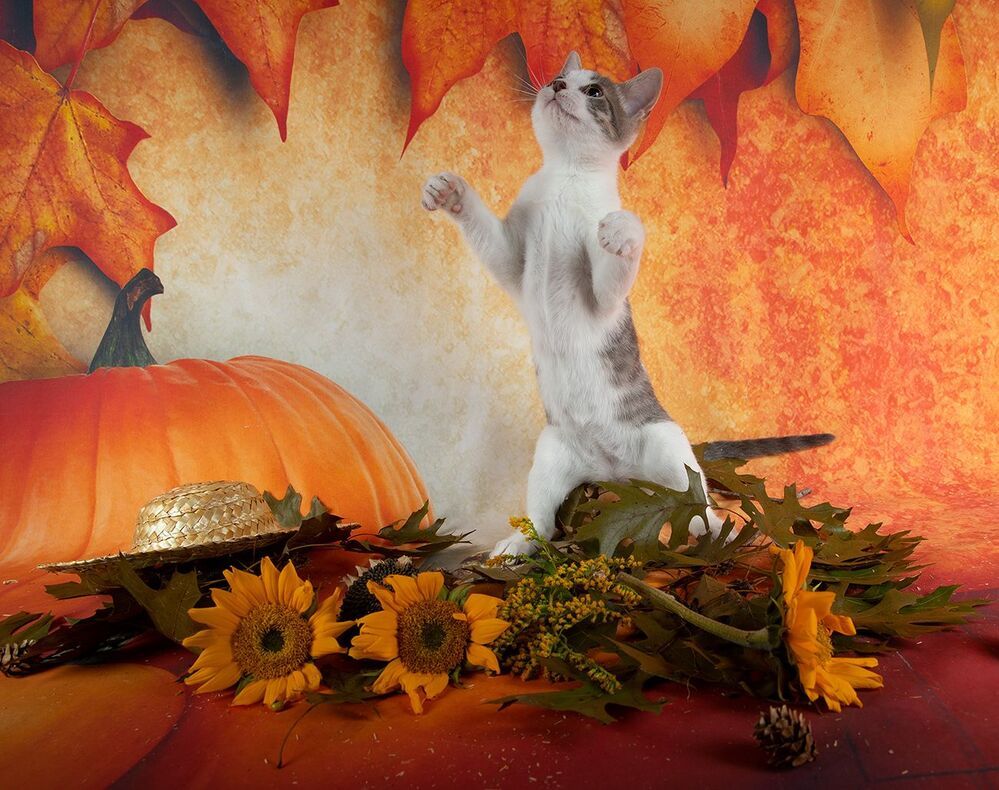Котенок Сэйдж и Осень.