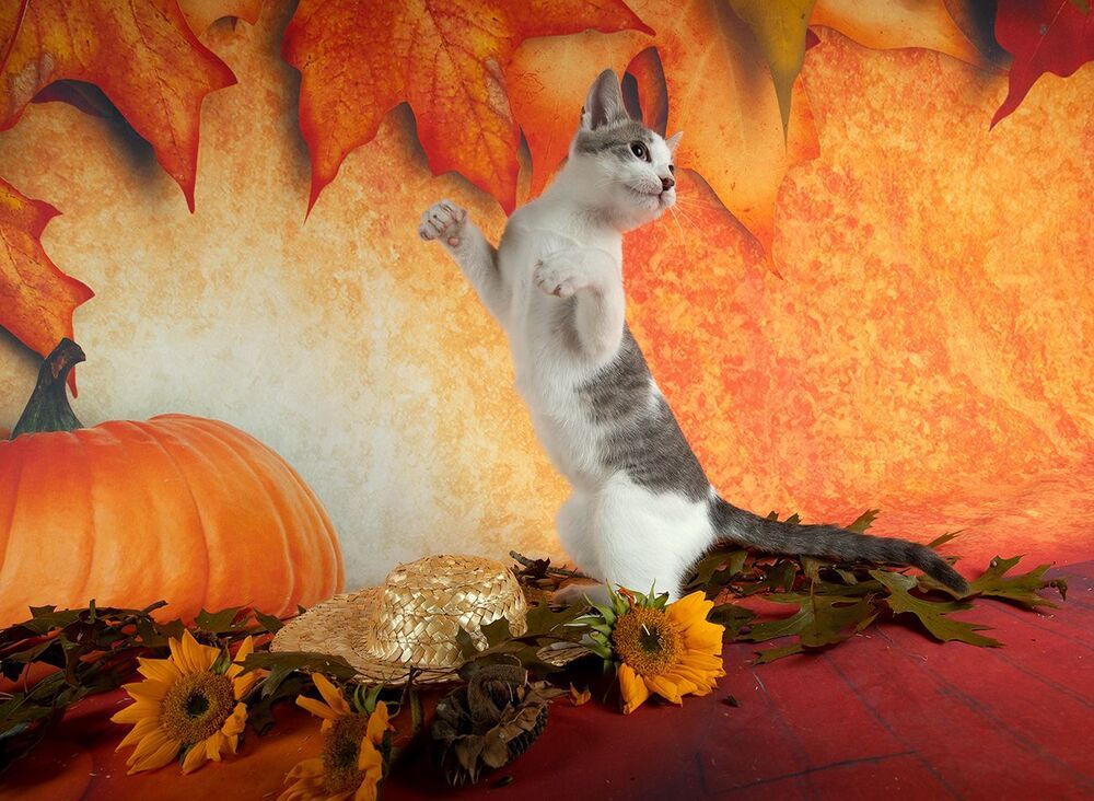 Котенок Сэйдж и Осень.