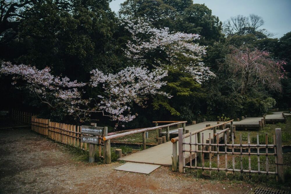 Целующиеся карпы, Sankeien парк