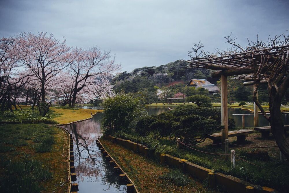 Целующиеся карпы, Sankeien парк