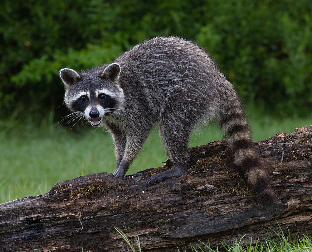 Енот-полоскун - Raccoon