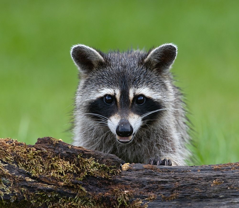 Енот-полоскун - Raccoon