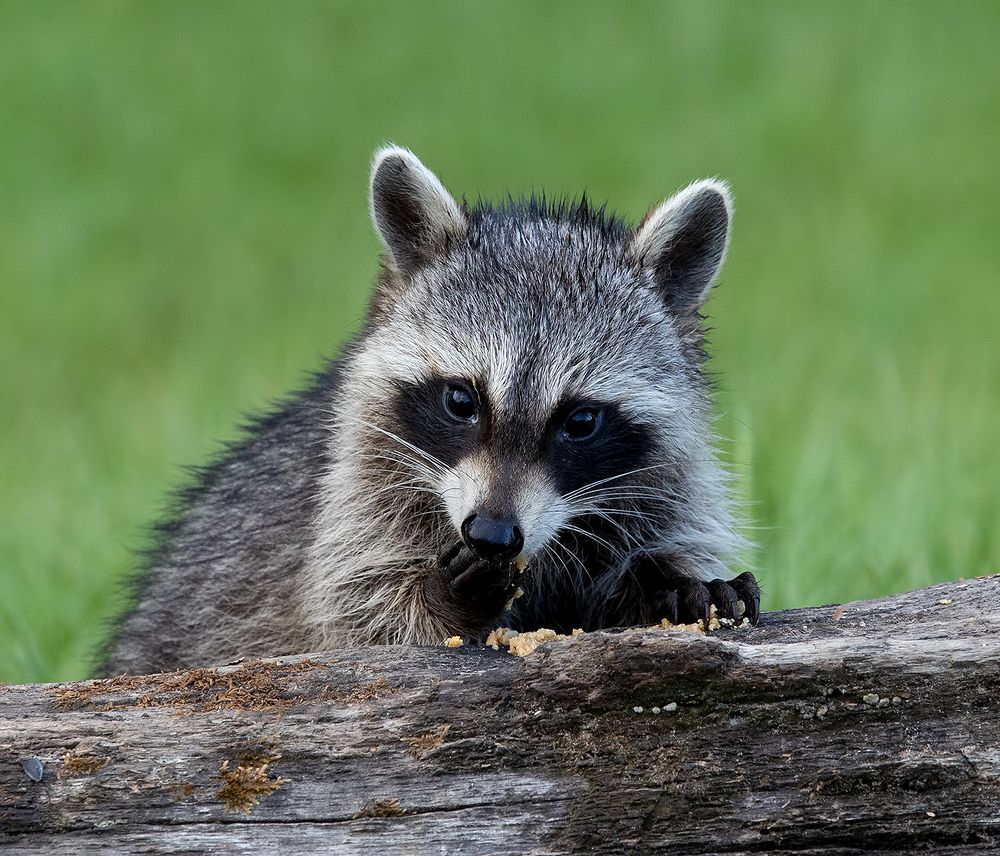 Енот-полоскун - Raccoon