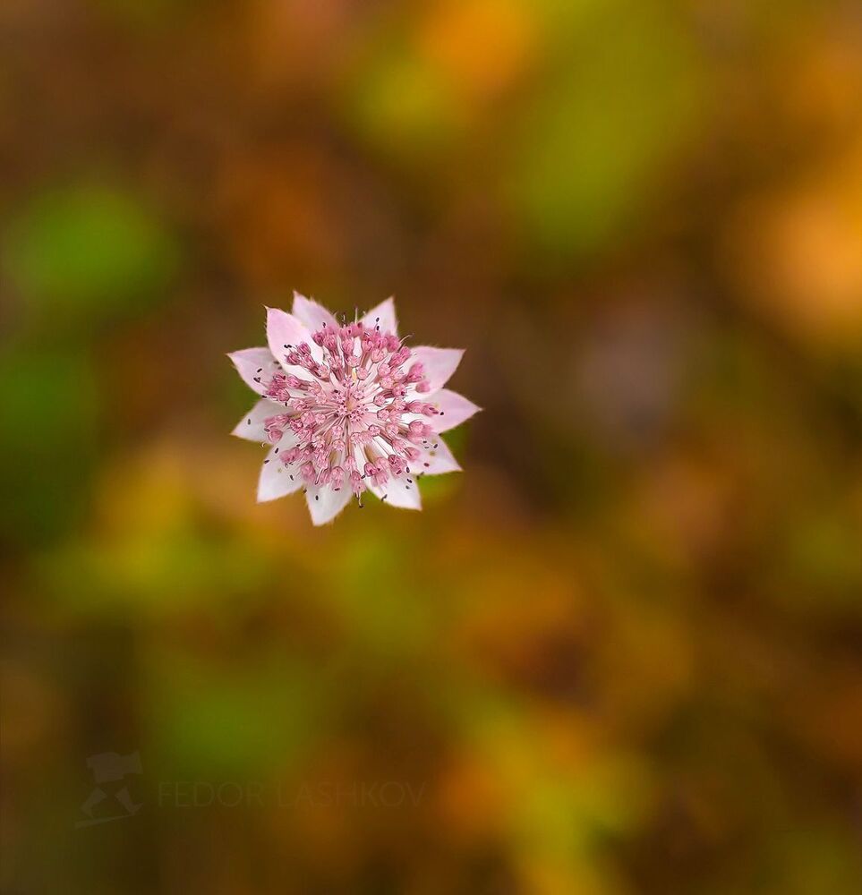 Астра́нция наибольшая, или звездовка (лат. Astrantia maxima), &mdash; травянистое растение; вид семейства Зонтичные.