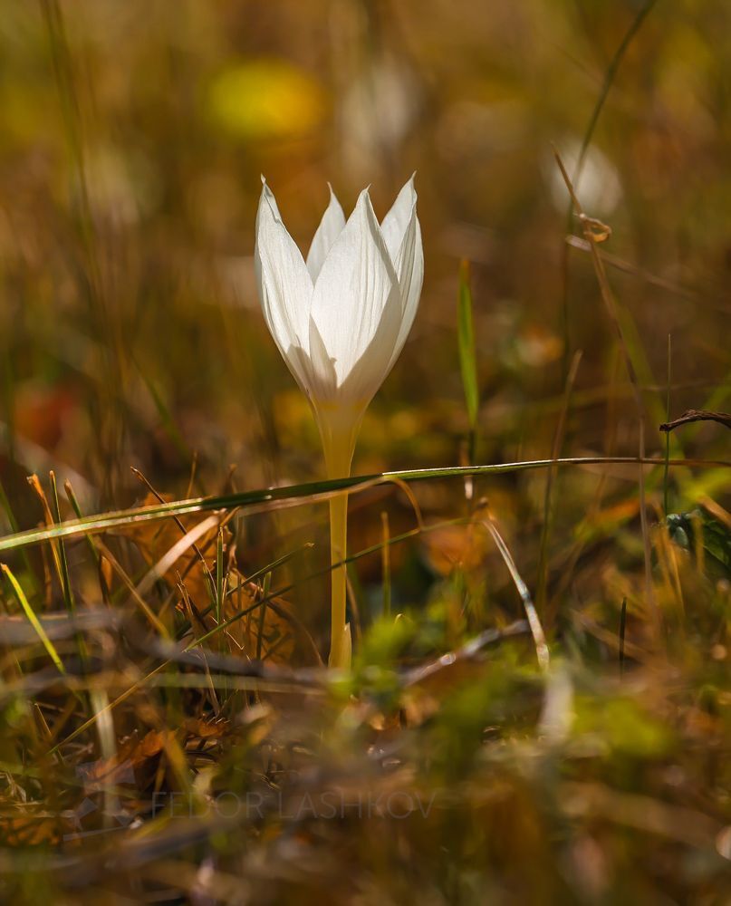 Шафран долинный (лат. Crocus vallicola). В Красной книге РСФСР.
