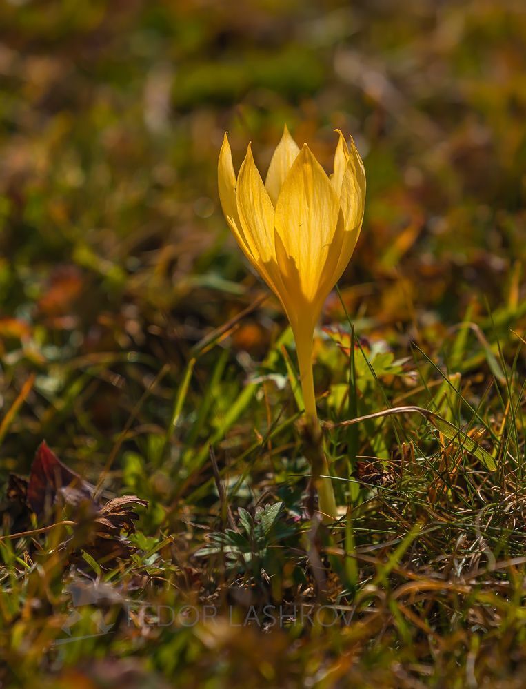 Шафран Шарояна, или Крокус Шарояна (лат. Crocus scharojanii).