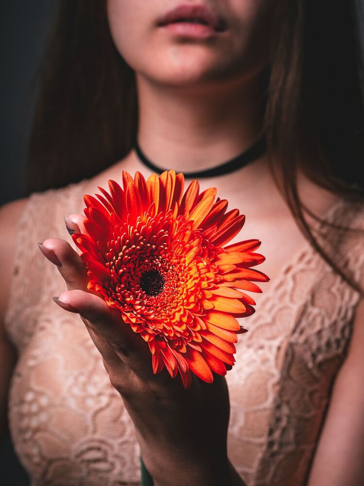 Gerbera