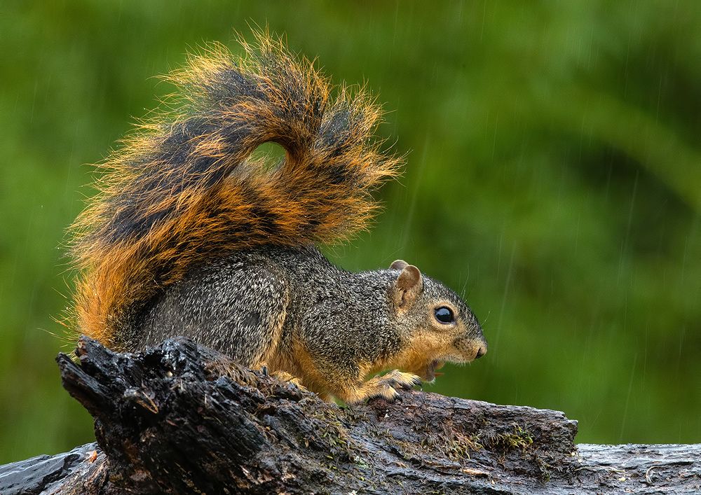 Fox Squirrel in rain. Лисья Белка