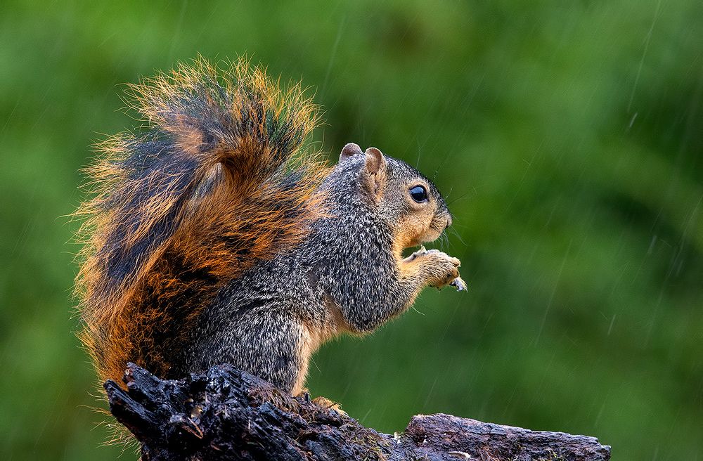 Fox Squirrel in rain. Лисья Белка