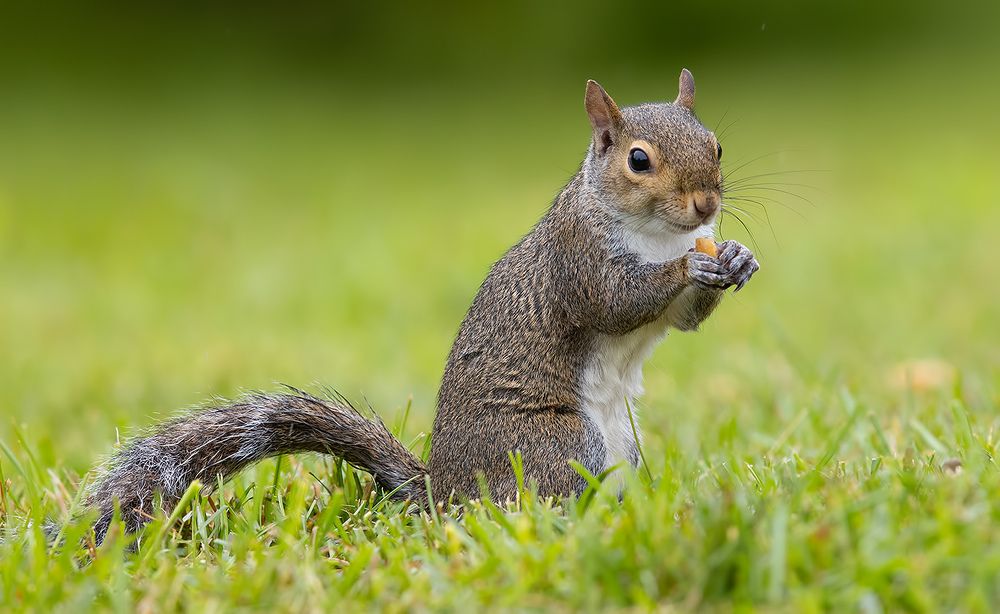 Gray squirrel - Каролинская белка