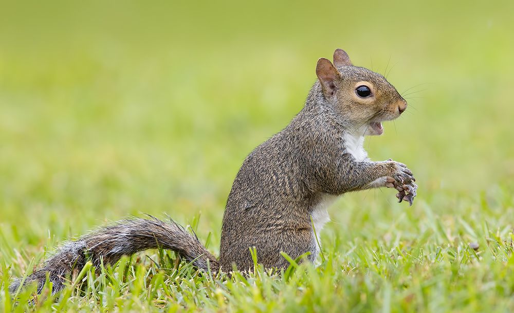Gray squirrel - Каролинская белка