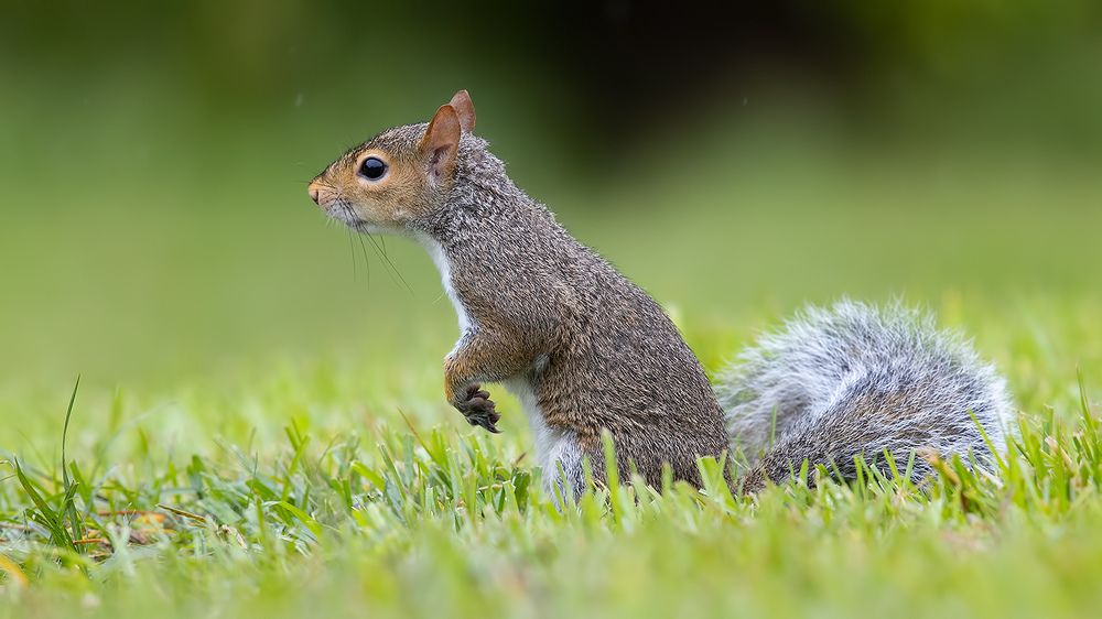 Gray squirrel - Каролинская белка