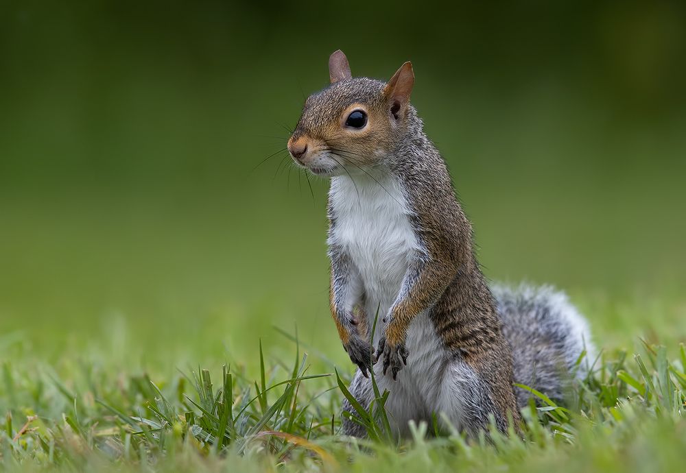 Gray squirrel - Каролинская белка