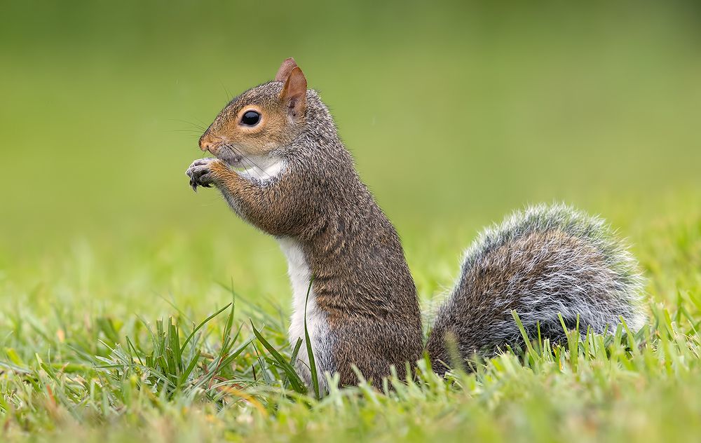 Gray squirrel - Каролинская белка