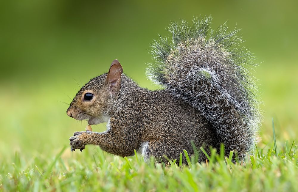 Gray squirrel - Каролинская белка