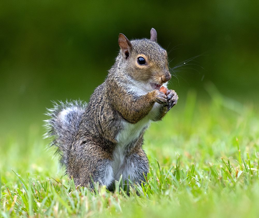 Gray squirrel - Каролинская белка