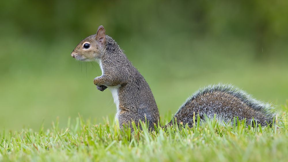 Gray squirrel - Каролинская белка