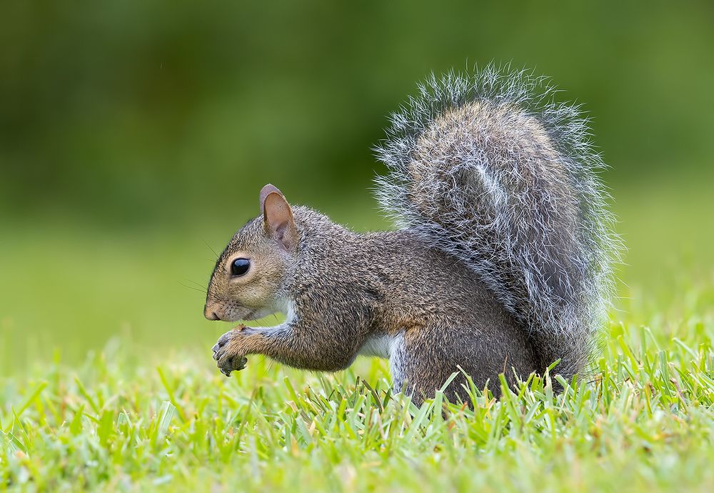 Gray squirrel - Каролинская белка