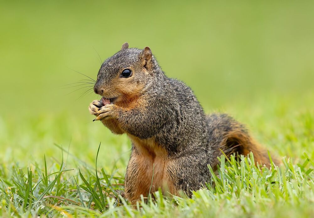 Fox Squirrel -  Лисья Белка