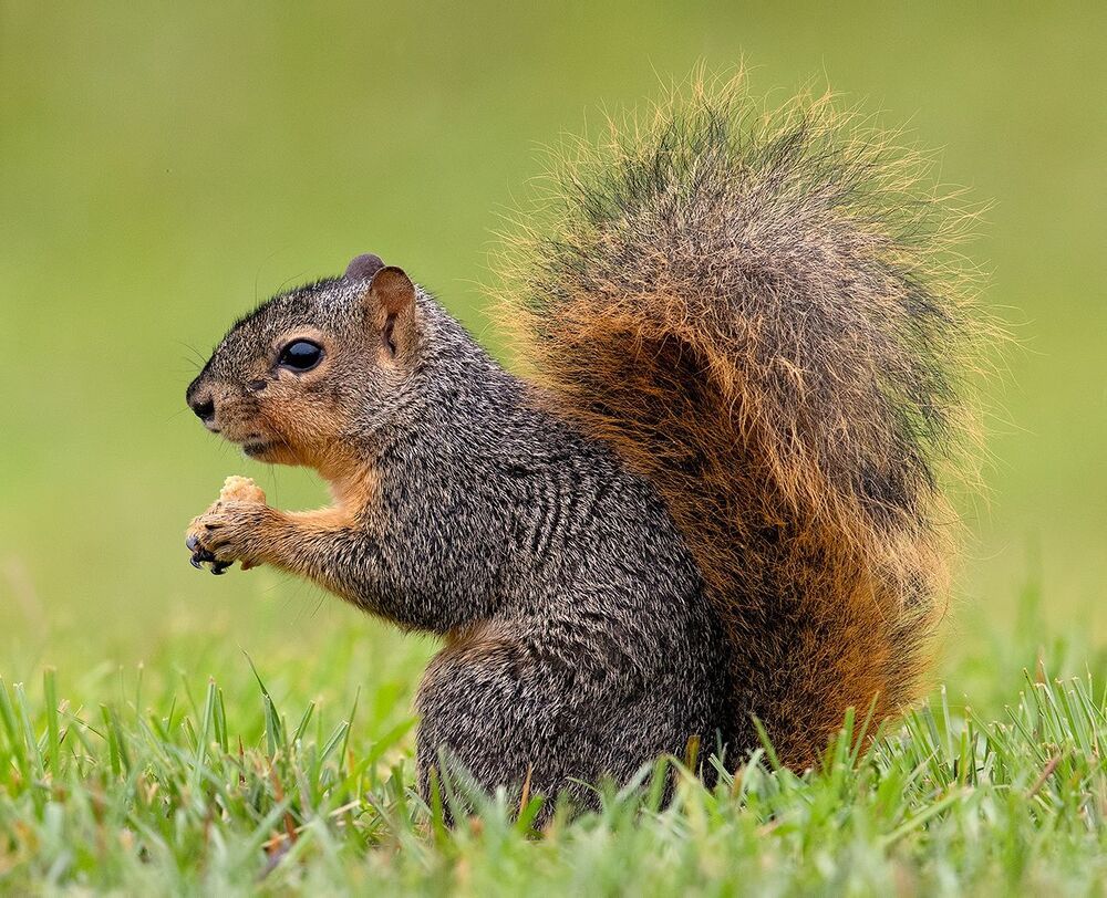 Fox Squirrel -  Лисья Белка