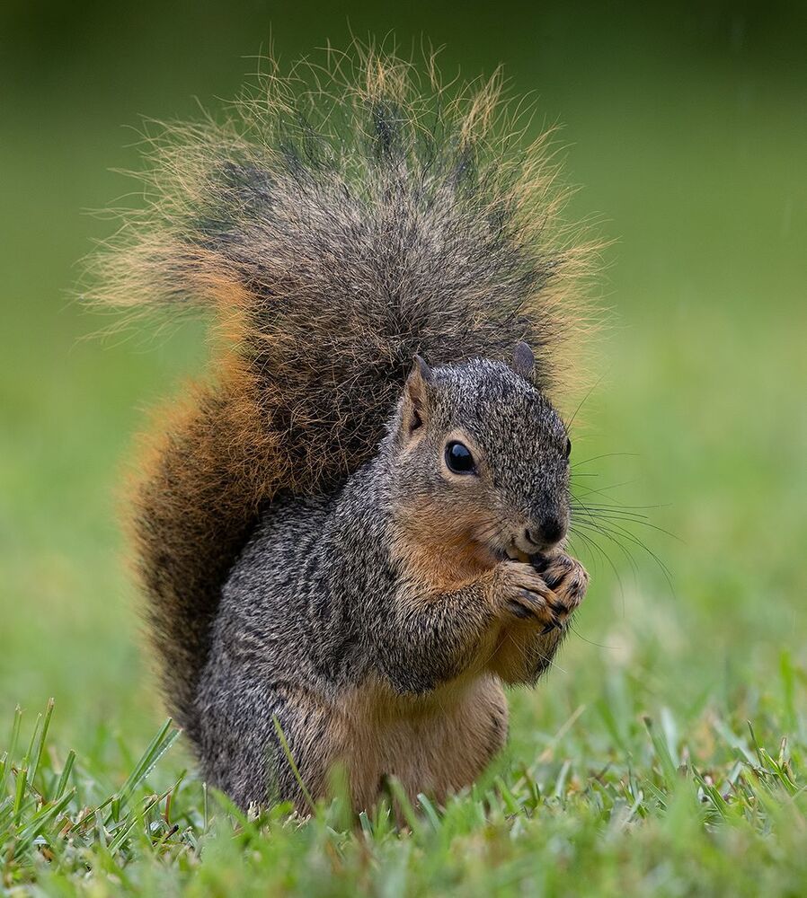 Fox Squirrel -  Лисья Белка