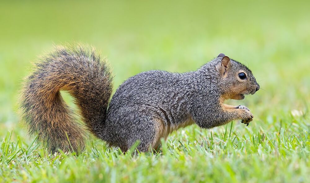 Fox Squirrel -  Лисья Белка
