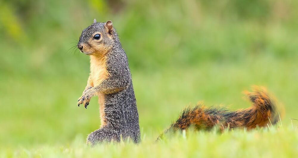 Fox Squirrel -  Лисья Белка