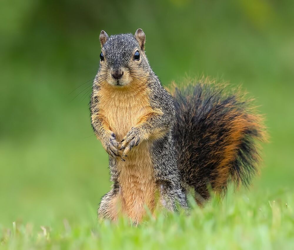 Fox Squirrel -  Лисья Белка
