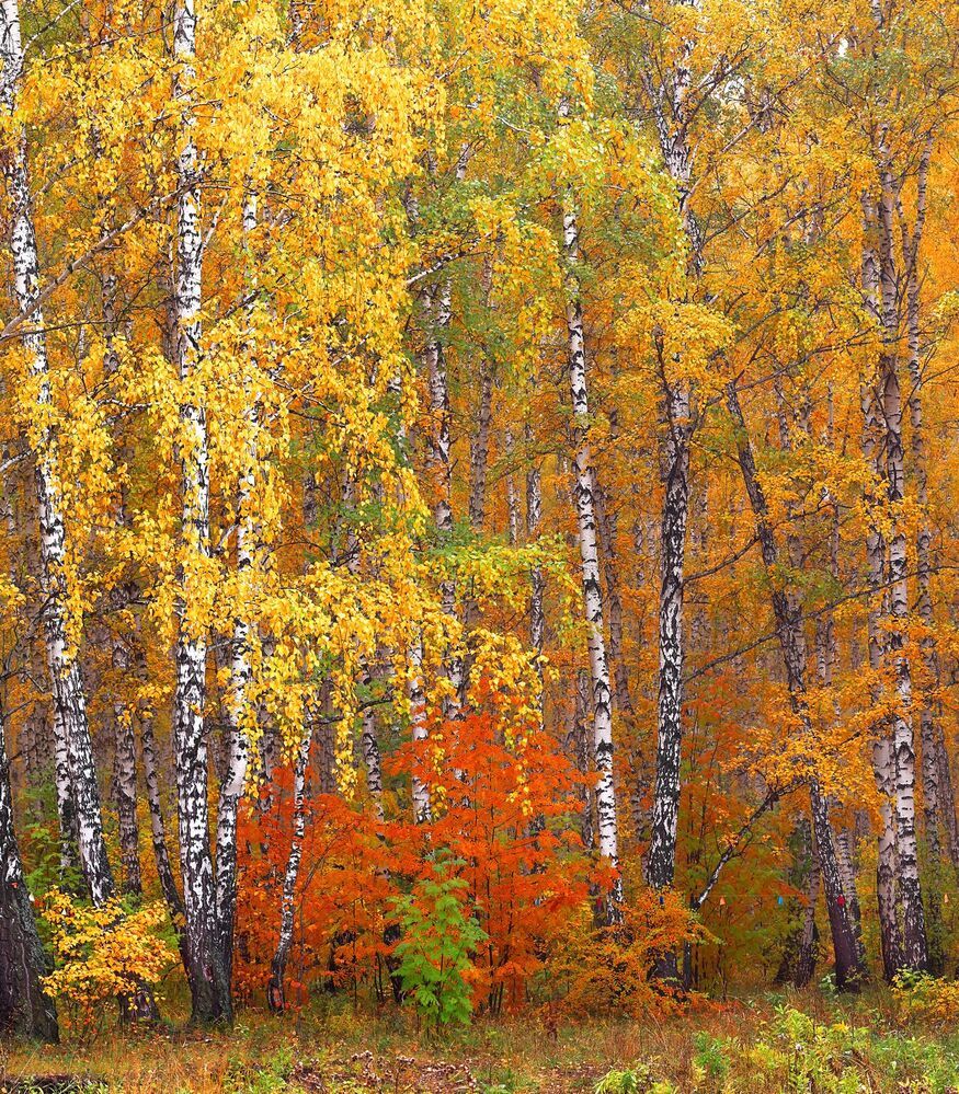 Золотая осень