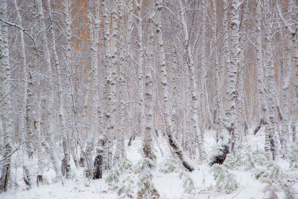 Первый снег