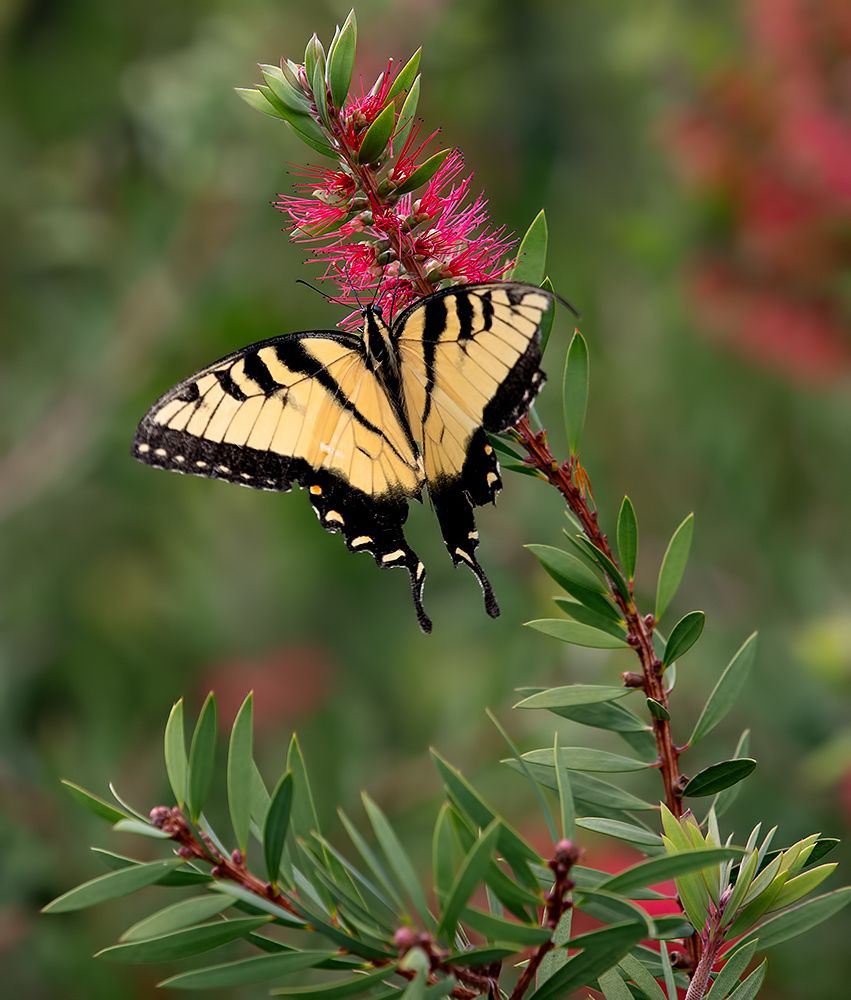 Бабочка Papilio glaucus. Парусник главк