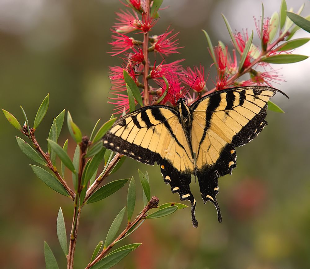 Бабочка Papilio glaucus. Парусник главк