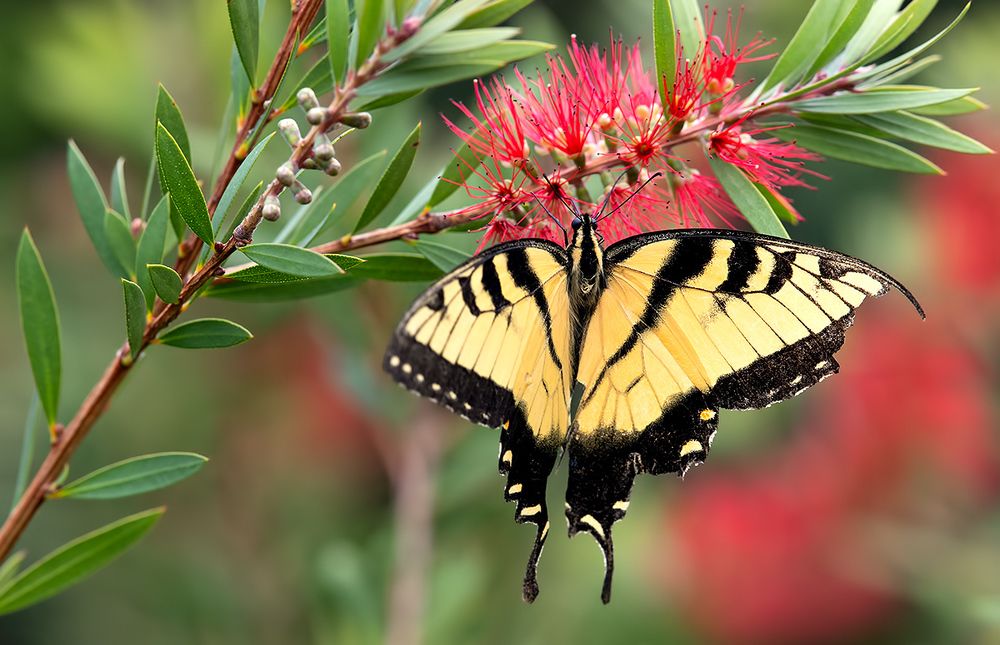 Бабочка Papilio glaucus. Парусник главк
