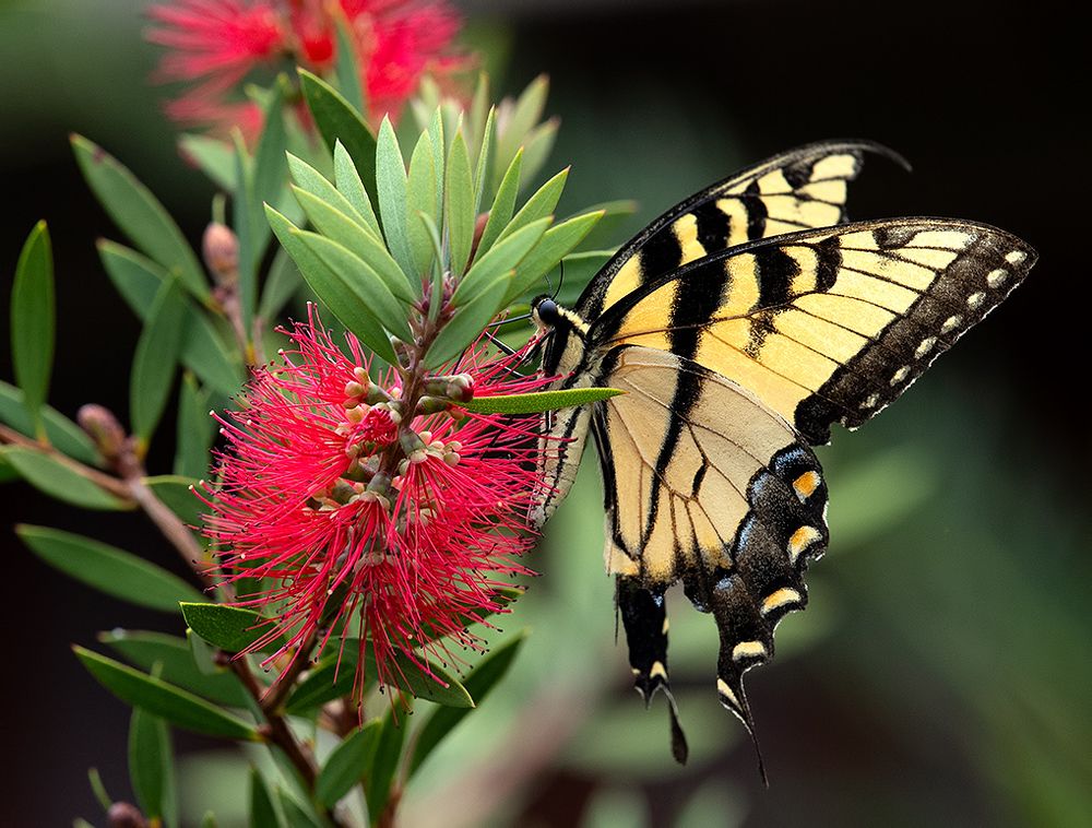 Бабочка Papilio glaucus. Парусник главк