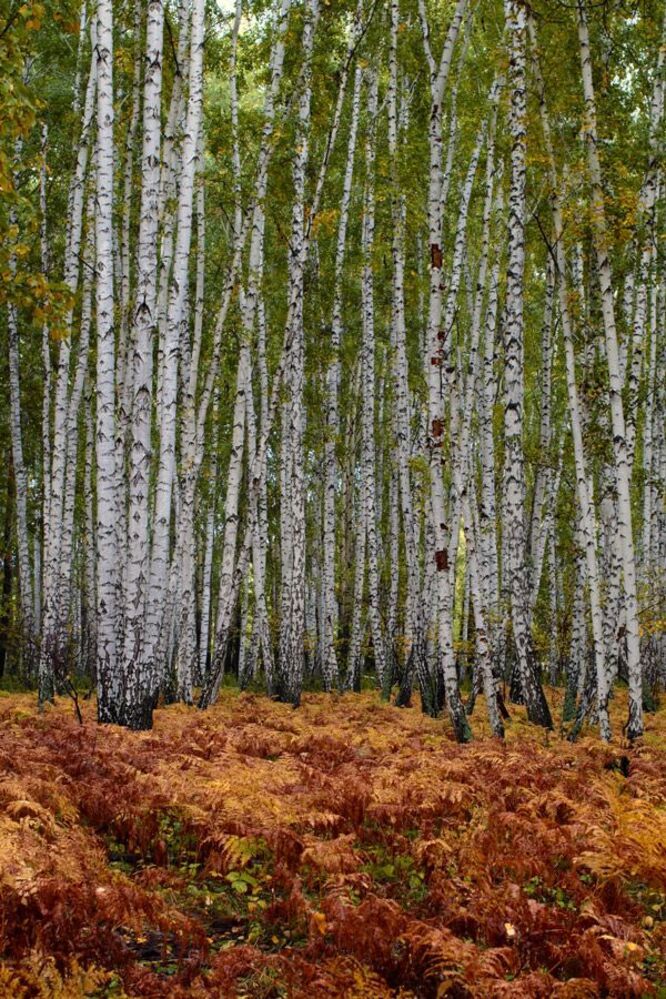 осенью