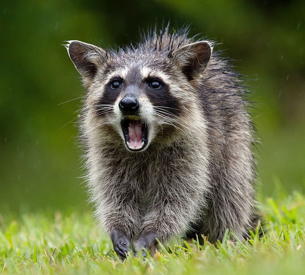 Енот-полоскун -Raccoon