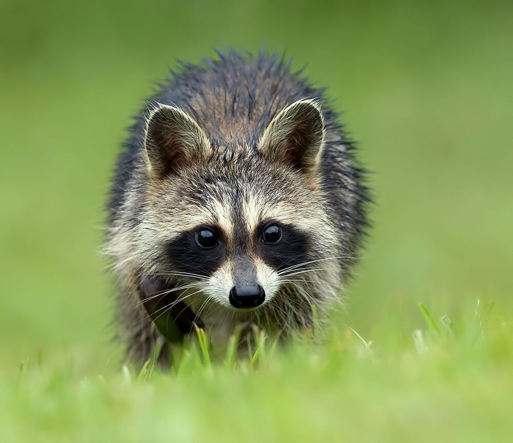 Енот-полоскун -Raccoon