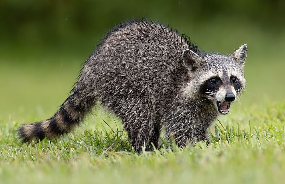 Енот-полоскун -Raccoon