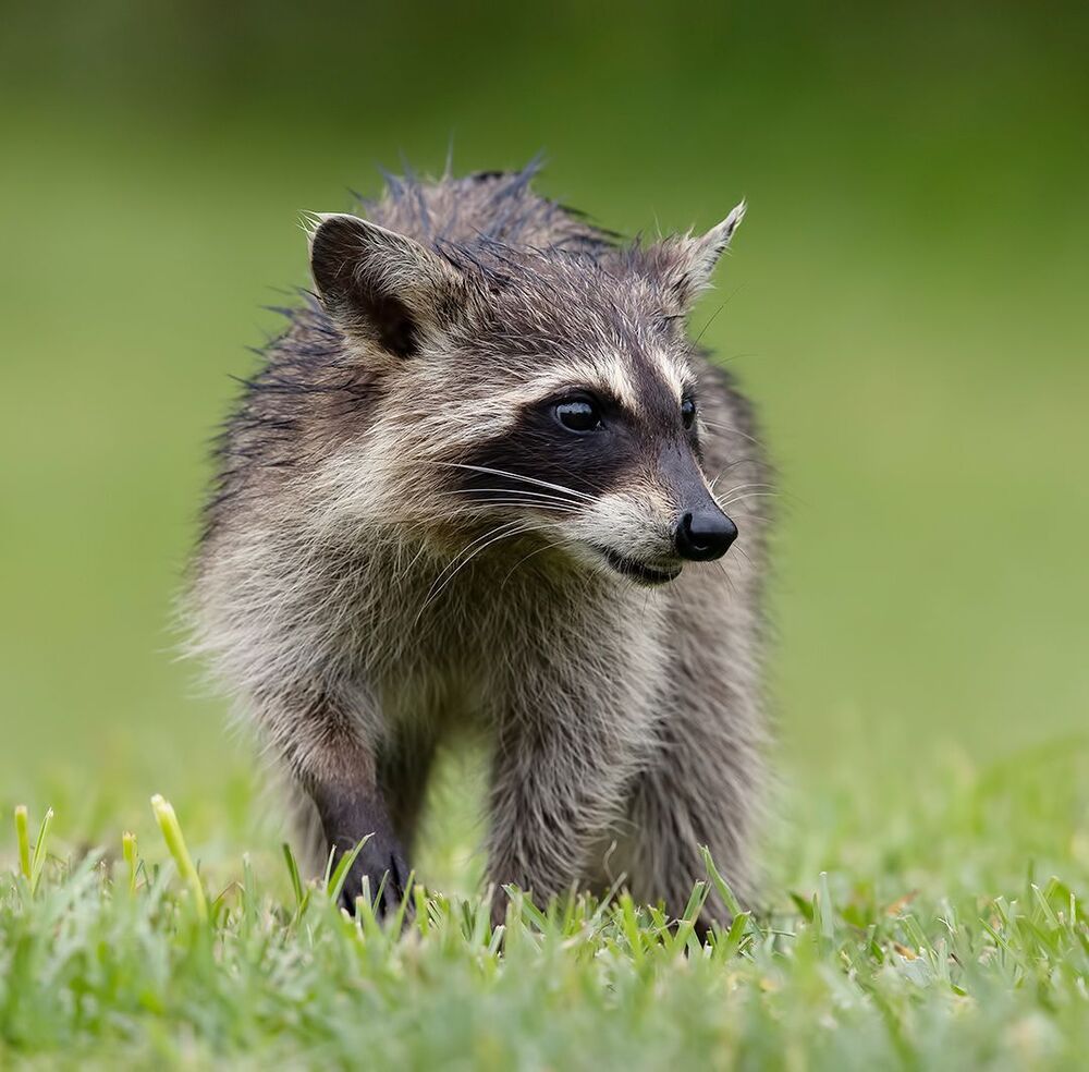 Енот-полоскун -Raccoon