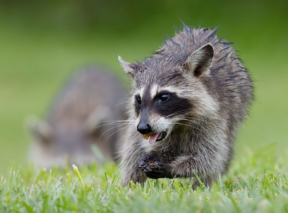 Енот-полоскун -Raccoon