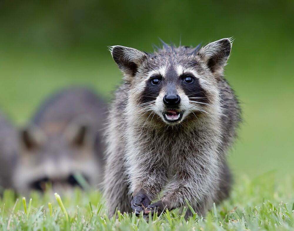 Енот-полоскун -Raccoon