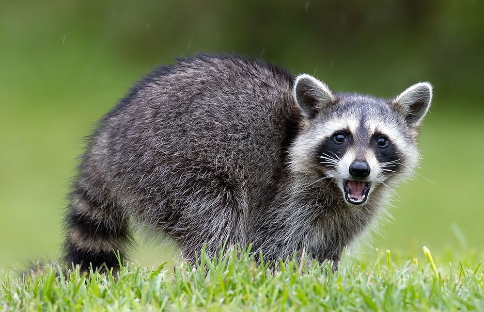 Енот-полоскун -Raccoon